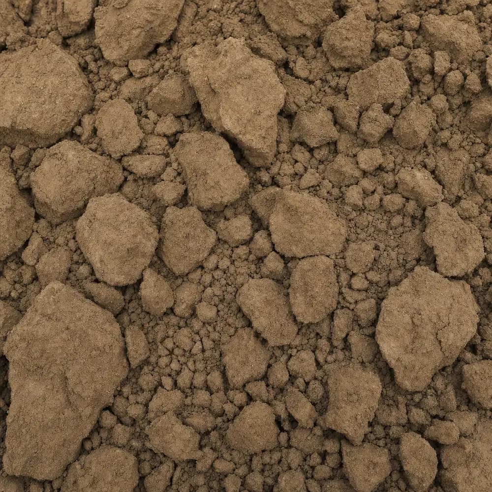 Coral Fill - Image 2